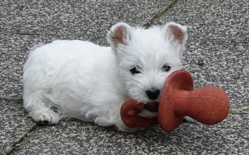 West Highland Terrier mini tata ochotn mt nov domovy