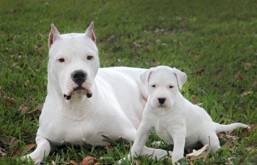 ttka doga Argentino k adopci.