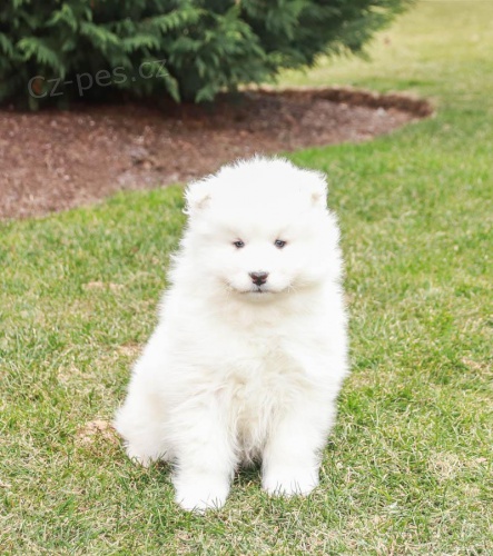 tata Samojed  k dispozici