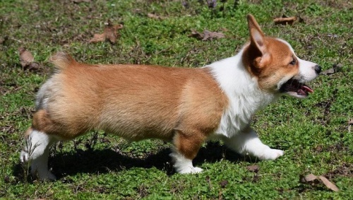 Rozkon tata welsh corgi Pembroke.