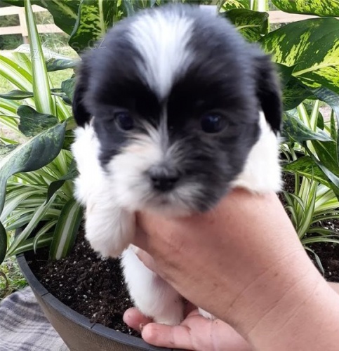 tata shih tzu