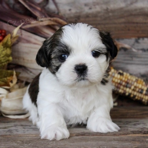 na prodej hygienicky a sociln vykolen tata SHIH TZU