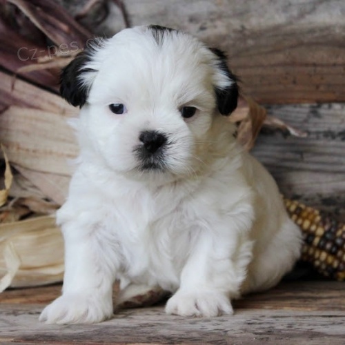 Prodm tata MINI SHIH TZU