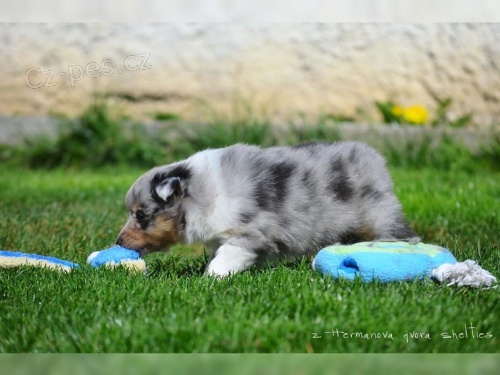 (Sheltie) dispozici jsou tata shetlandskch ovk (Sheltie)