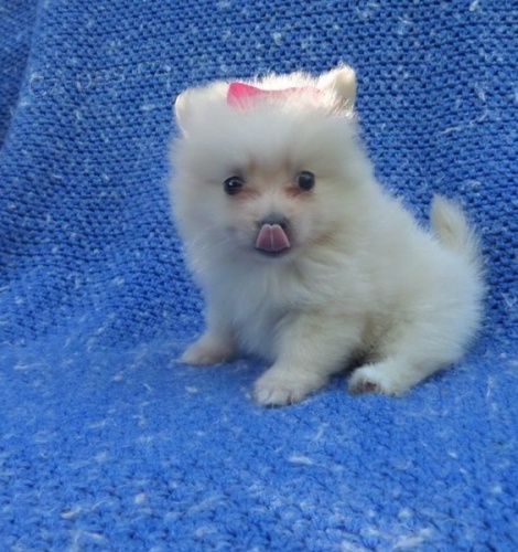 PIC POMERANIAN TATA