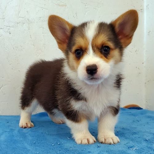 Pembroke Welsh Corgi dostupn pro adopci.