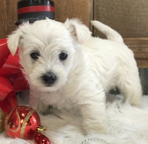 tata West Highland White Terriers jako drek