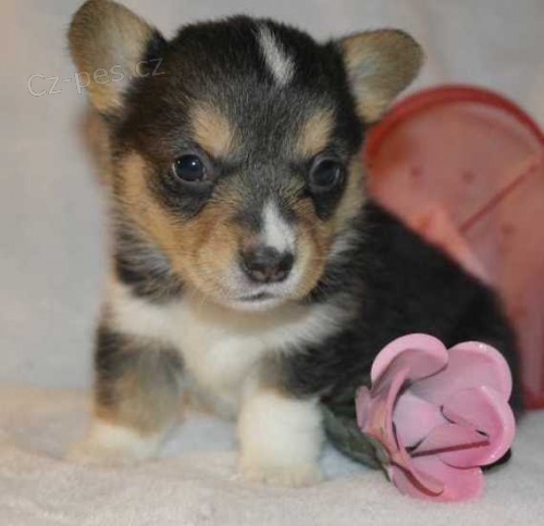 Prodm tata andlskho Pembroke Welsh Corgi.