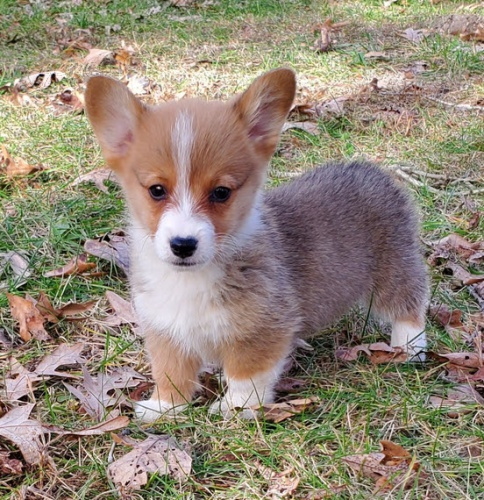 rozkon vnon tata Pembroke Welsh Corgi Puppies na prodej.