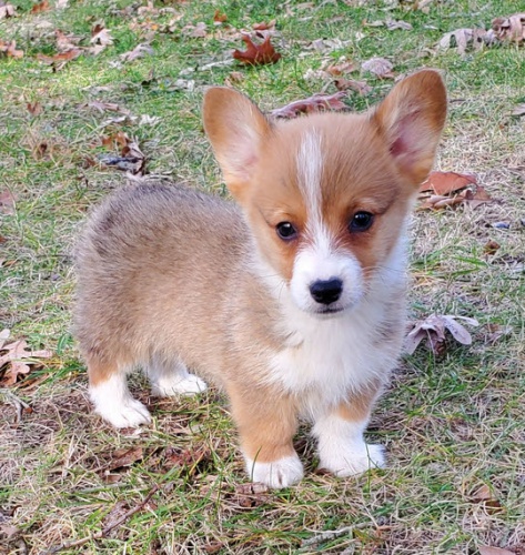 Prodm mini tata Welsh Corgi Pembroke.