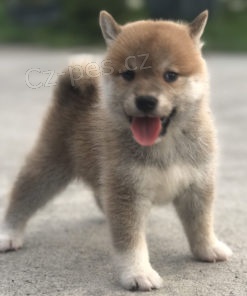 Prodm tata SHIBA INU