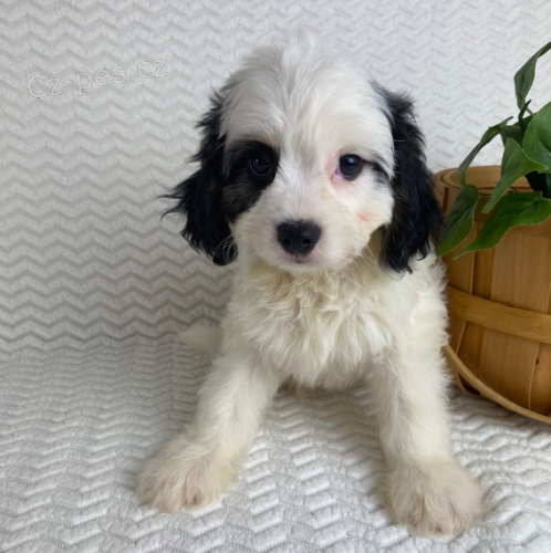 pes a fenka CAVACHON TATA k adopci