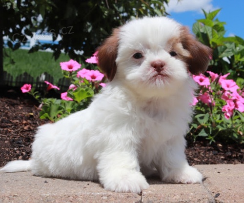 SHIH TZU