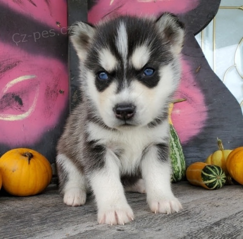 sibisk husky ihned k adopci