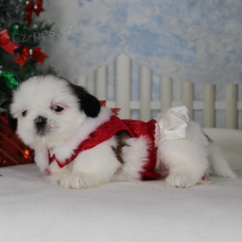 tata SHIH TZU k adopci.