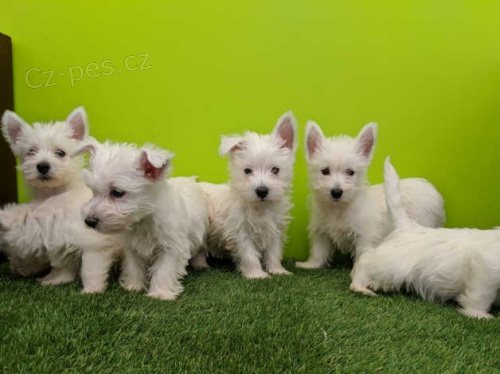 Mini tata West Highland White Terriers k adopci