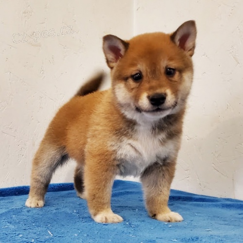 Rozkon miminka tata shiba inu k adopci