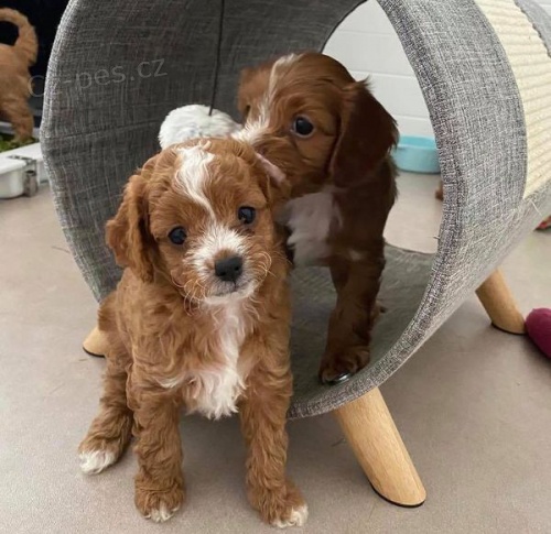 Rozkon ttka Cavapoo pipraven k adopci