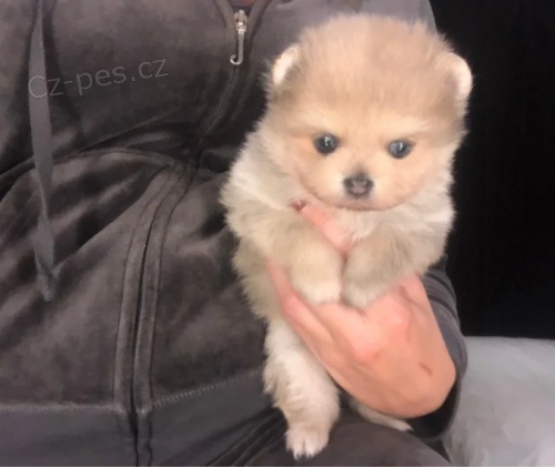 miniaturn tata pomeranian na prodej.