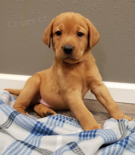 Zdrav a krsn ttka fenky a pejska labradorskho retrvra k adopci.