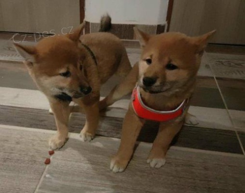 Rozkon a zdrav okovan a oderven ttka shiba inu k adopci