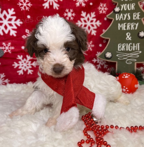 krsn samec a fenka zdrav tata Aussiedoodle k adopci.