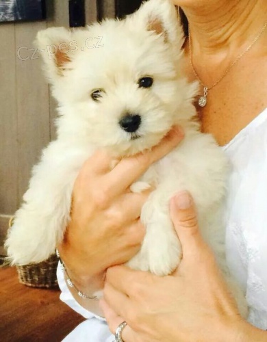 West Highland White Terriers mini krsn ttka k adopci.