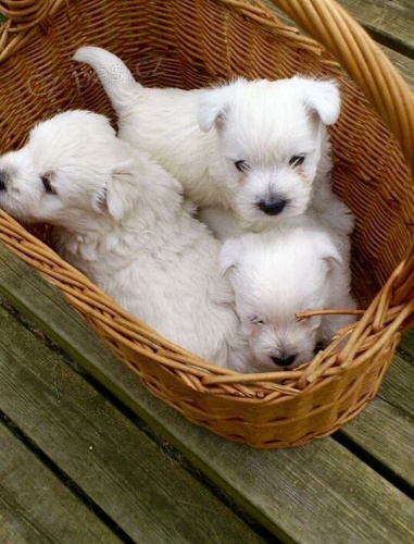 West Highland White Terriers mini krsn ttka k adopci.