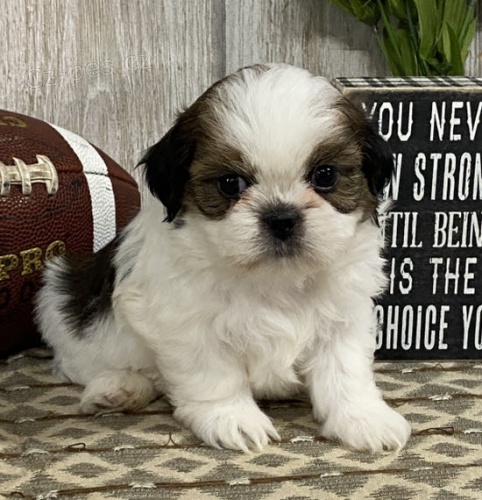 krsn, okovan, oderven a zdrav ttka SHIH TZU k adopci