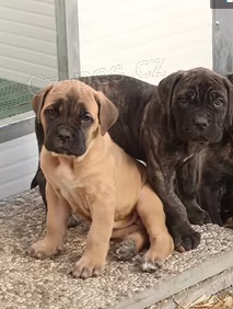 tata Cane Corso k dispozici