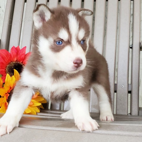 Zdrav samec a samice sibiskho huskyho s krsnma modrma oima k adopci.