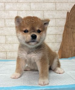 Prodm roztomil ttka mini shiba inu