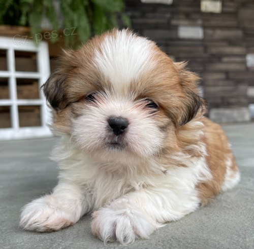 Prodm okovan tata SHIH TZU