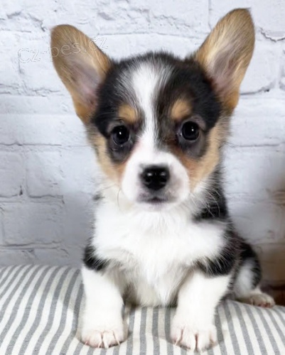 Prodm tata Pembroke Welsh Corgi.