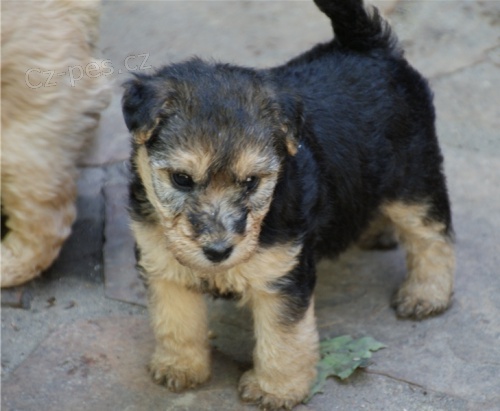 tata lakeland terrier k dispozici