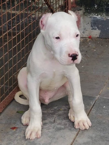 Krsn tata "Dogo Argentino" k dispozici a pipravena k prodeji. 