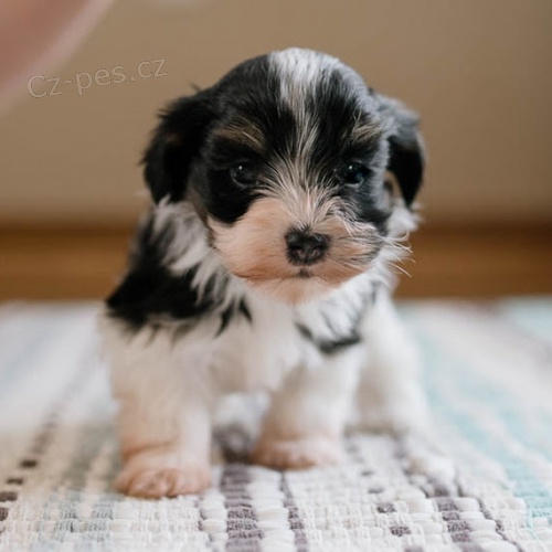 Prodm roztomil a zdrav tata havanese.