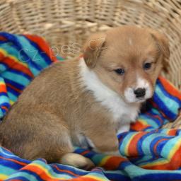 Jemn ttka Welsh Corgi (Pembroke).