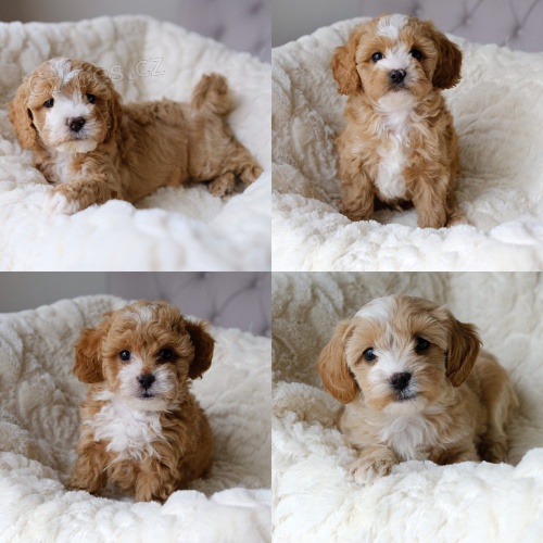 Prodm zdrav tata Cavapoo.