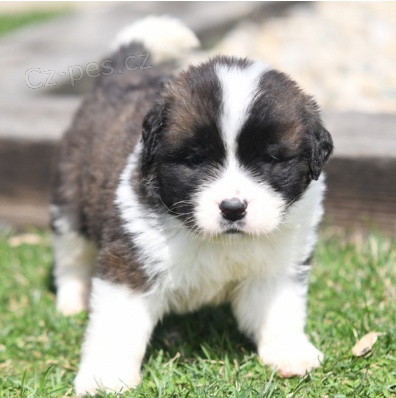 Krsn tata Saint Bernard k adopci