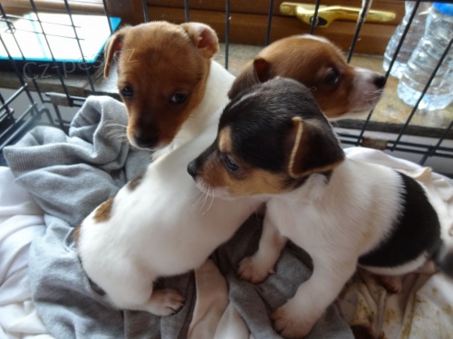 Prodm zdrav tata jack russella.