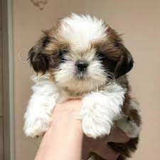 tata Shih Tzu k adopci.