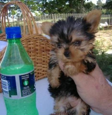 Teacup Yorkie tata.