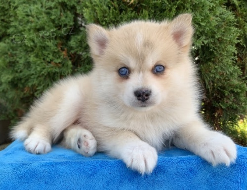 Prodm tata Pomskies (kenec sibisk husky a pomeranian)