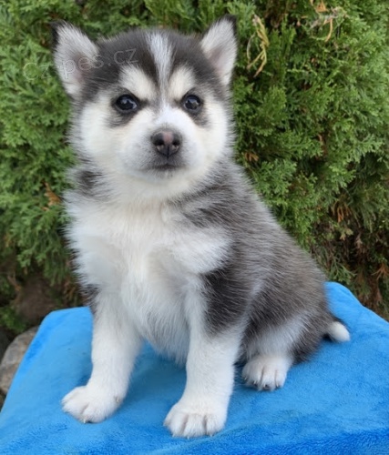 Prodm tata Pomskies (kenec sibisk husky a pomeranian)