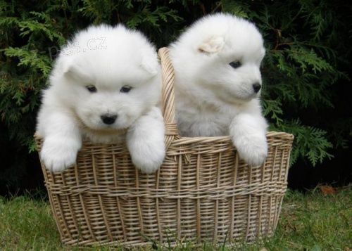 Samoyed tata.