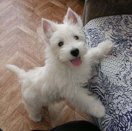 Prodm tata West Highland White Terriers Mme k prodeji nkolik okovanch a odervench vrh tat West Highland White terir.