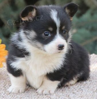 krsn a andlsk tata Pembroke Welsh Corgi na prodej.