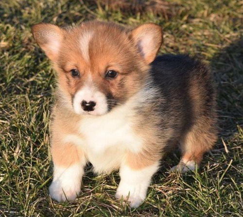 Corgi Pembroke tata.