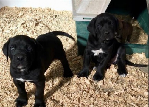 Cane Corso tata.